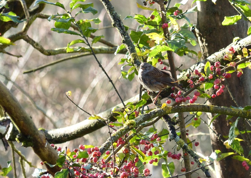 Echantillon d'oiseaux 00810