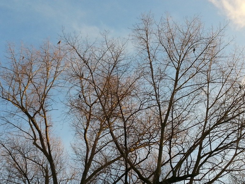 formes - Placer des formes de pigeons dans les arbres 2014-110