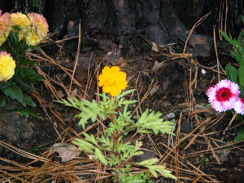 Volunteer Cosmos - 1st bloom 10/12/2014! Winter11