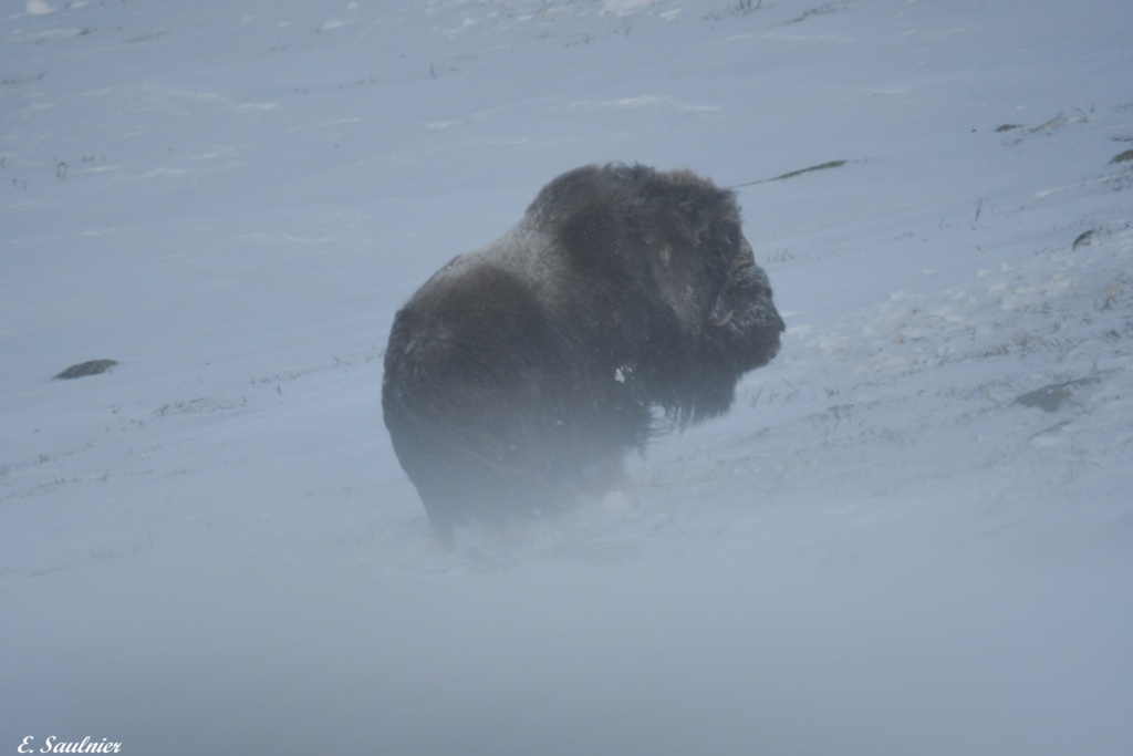 boeufs musqués en Norvège Sa3_8710