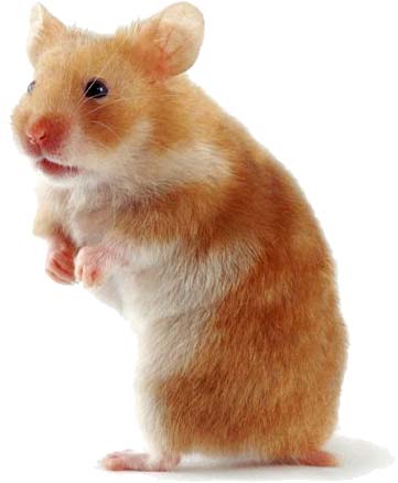 Những điều cần biết trước khi nuôi Hamster Hamste10