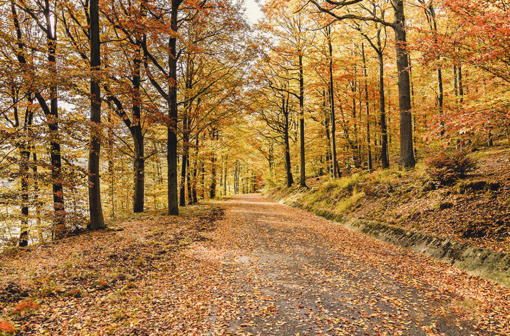 Chemin d'automne Fab211