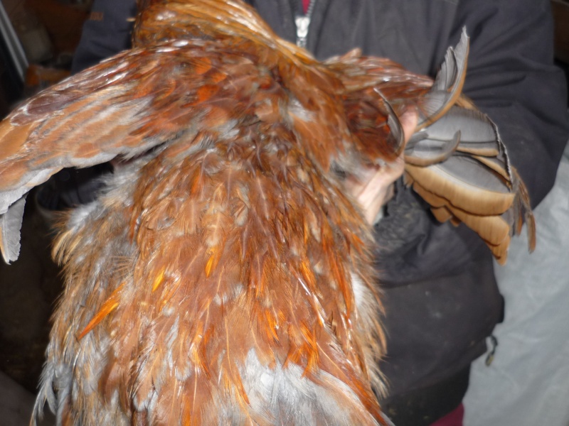 Ameraucana - ameraucana 2 mois - coq ou poule? P1040210