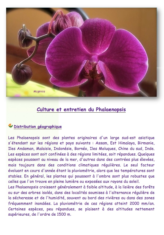 Culture et entretien du Phalaenopsis Cultur10