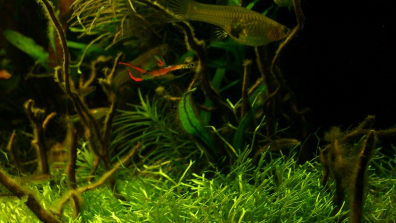 aquarium 54litres planté - Page 5 07710