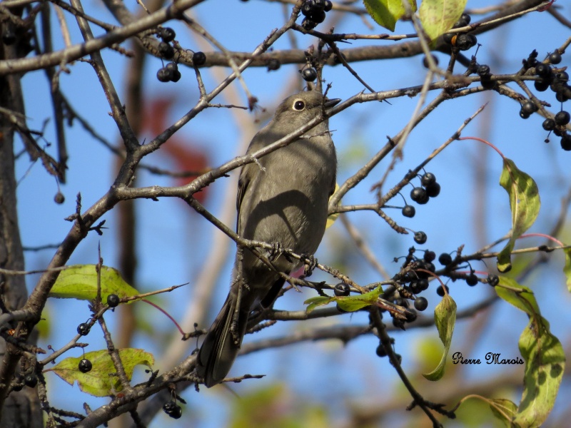 solitaire de townsend Img_0213