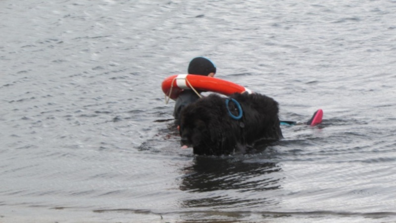 chiens sauveteurs en mer  Img_2015