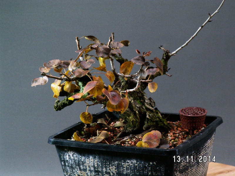 Show the Autumncolour from your bonsai - Page 5 Pyrus_11