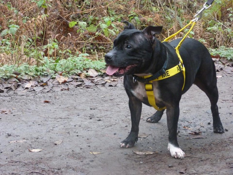 Izzy 8 years sbt needs a new home, Kent area. Izzy_w11