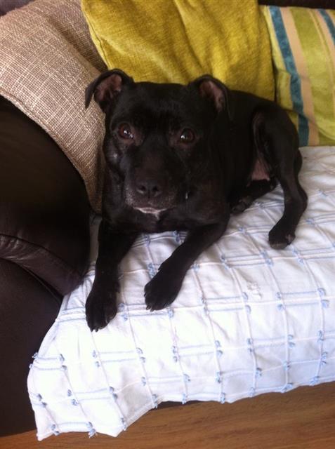Nelly 7 years sbt needs a new home Staffordshire area foster Nelly_10