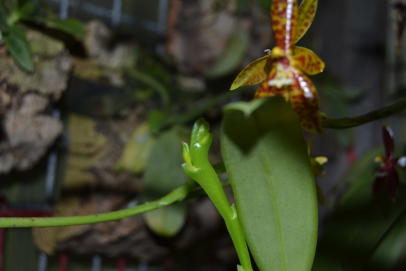 Phalaenopsis pantherina 'Chiba' CBM/AJOS Dsc_0410