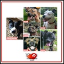 A Selection of Staffies, Staffie x, and an AmBull, All Looking for Homes, UK wide 6staff10