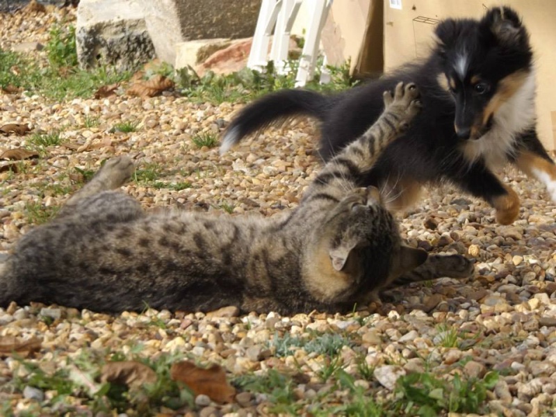 Photographie d'animaux - conseils pour devenir un pro ! - Page 2 10687010