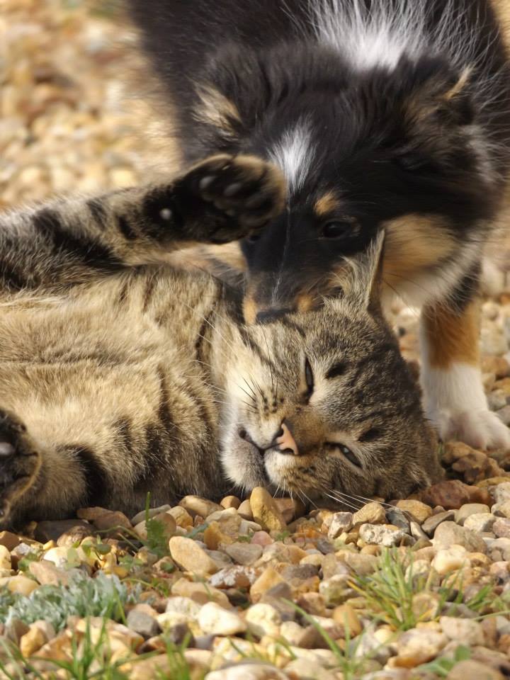 Photographie d'animaux - conseils pour devenir un pro ! - Page 2 12344611