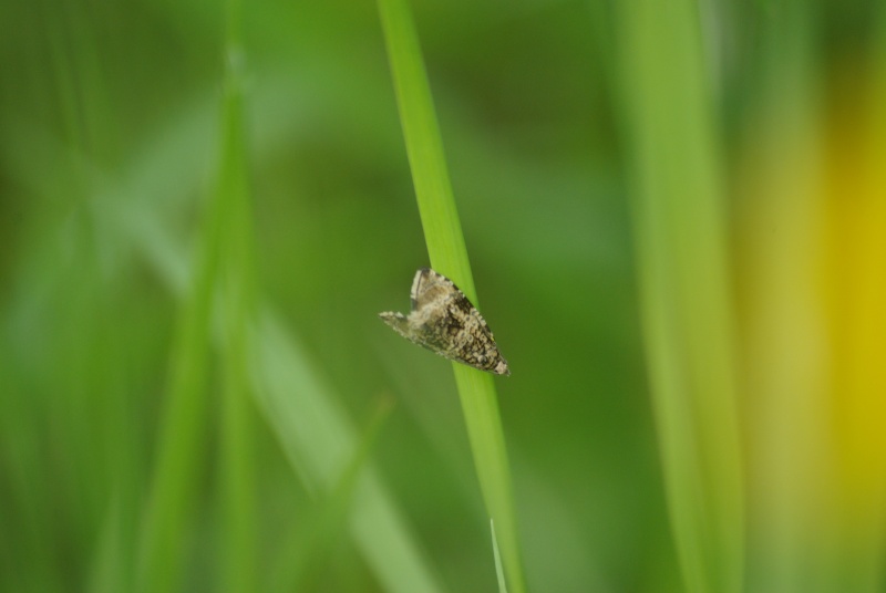 Celypha ou Orthotaenia? et [Phiaris umbrosana] Imgp2610