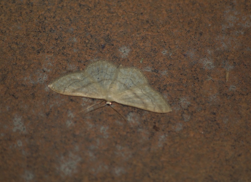 Idaea - Idaea deversaria ? Imgp3212