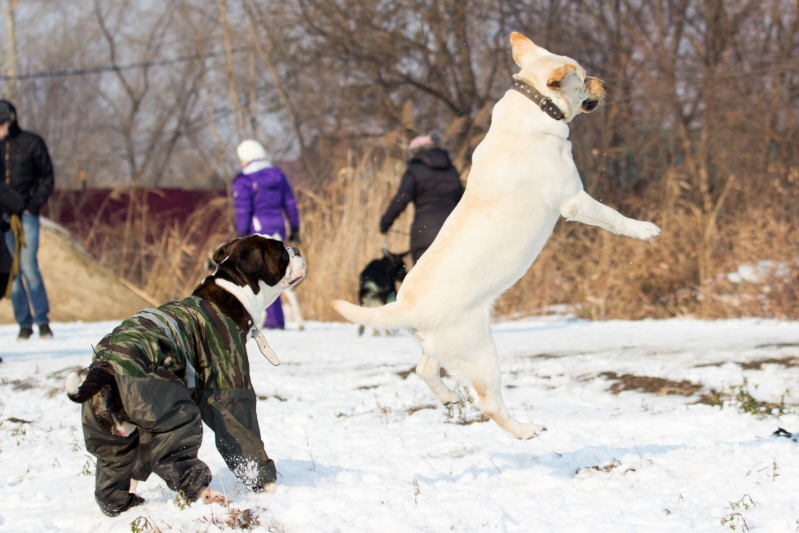 Зима 2014-2015 ♡♡♡ Dog-6313