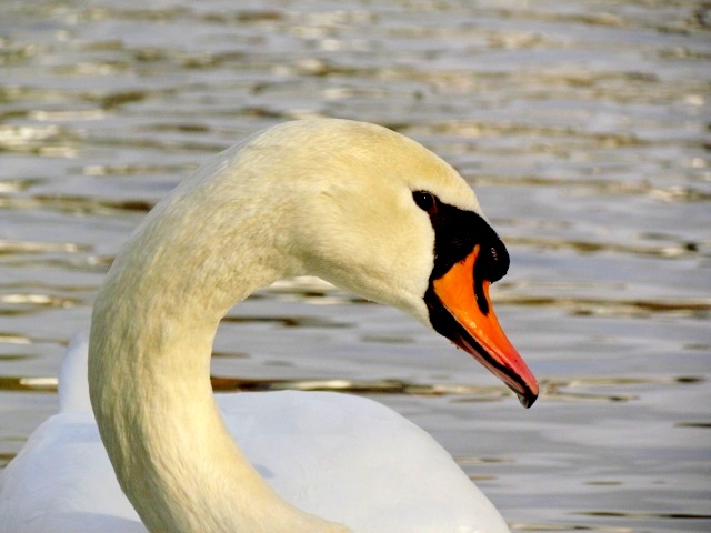 joli cygne Img_0710