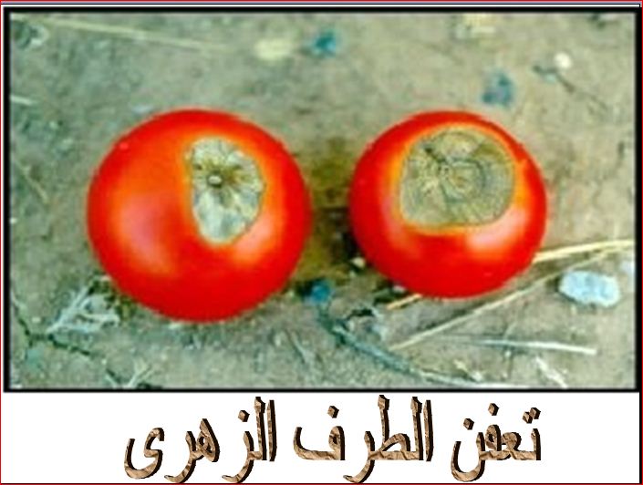 صور الامراض التى تصيب الطماطم Io_oi_10