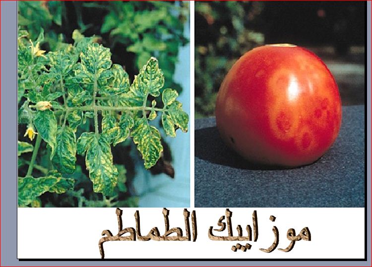 صور الامراض التى تصيب الطماطم Ouad_o10