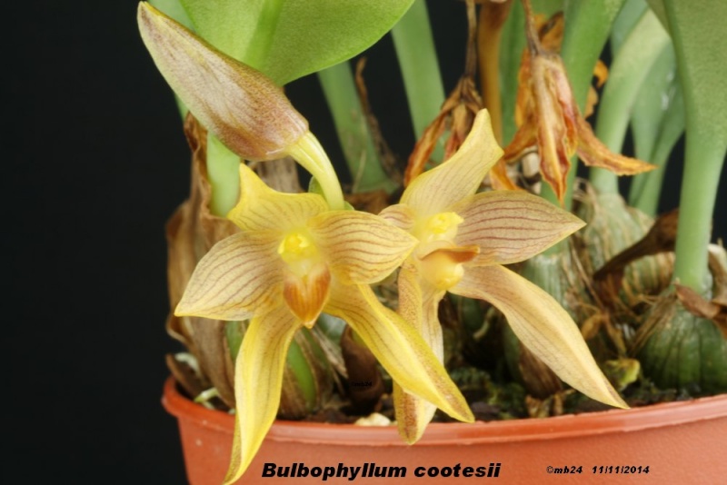 Bulbophyllum cootesii Bulbop10