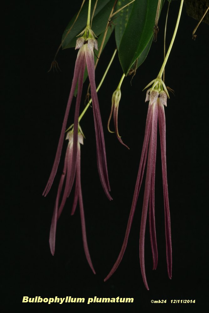 Bulbophyllum plumatum Bulbop16