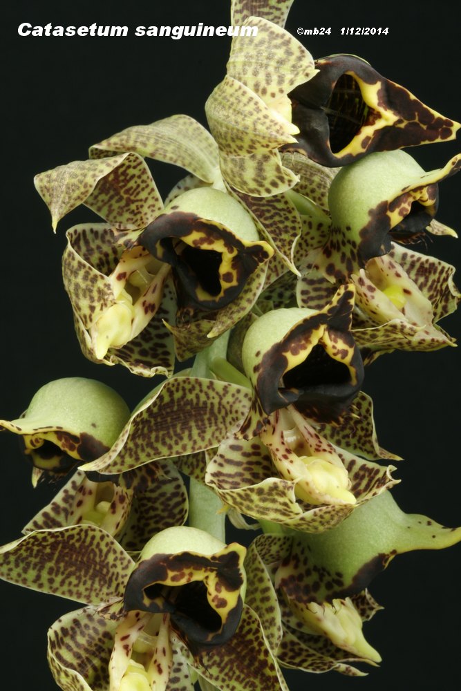 Catasetum sanguineum Catase31