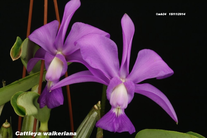 Cattleya walkeriana Cattle11