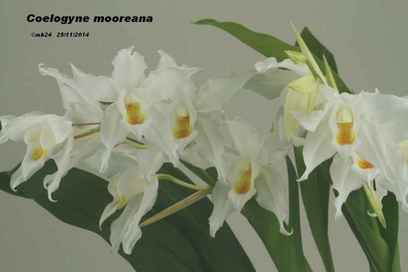 Coelogyne mooreana Coelog16