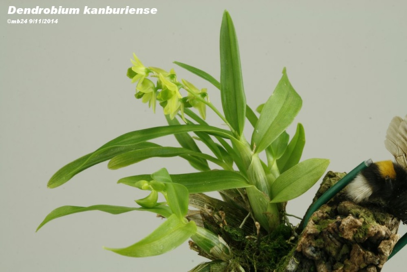 Dendrobium kanburiense  Dendro10