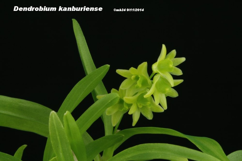 Dendrobium kanburiense  Dendro11