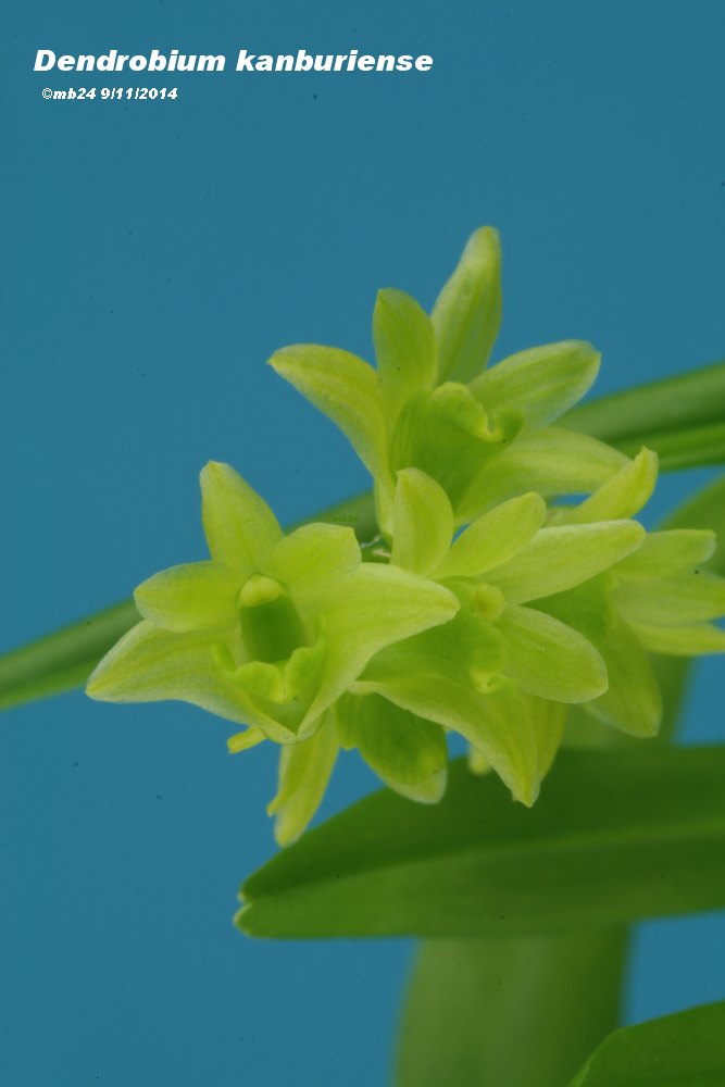 Dendrobium kanburiense  Dendro12