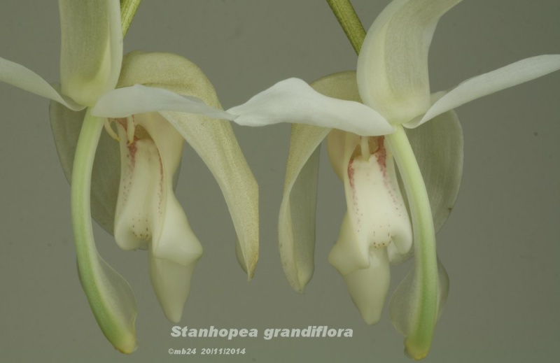 Stanhopea grandiflora Stanho11