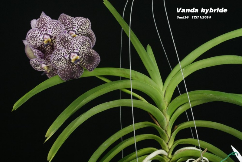 Vanda hybride Vanda_12