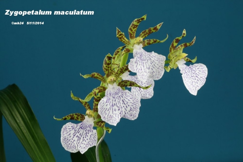 Zygopetalum maculatum Zygope10