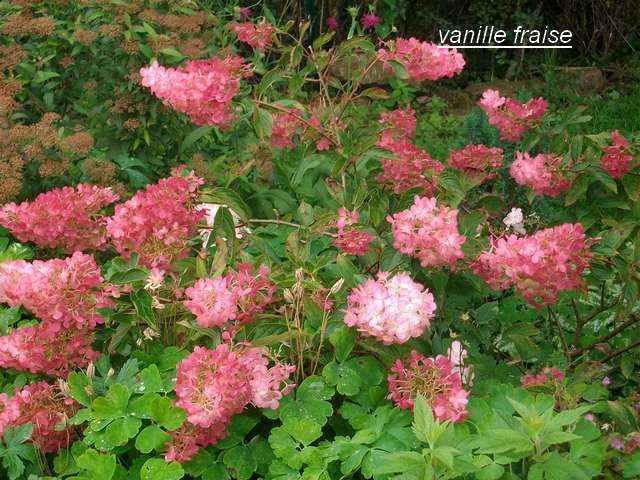 Hydrangea vanille-fraise. Aout_010