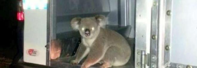 Koala arrestato per intralcio al traffico: le foto dall'australia 20141112