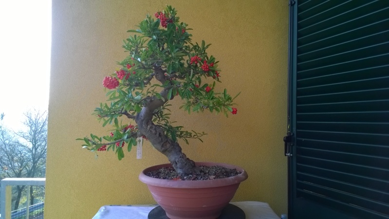 pyracantha Wp_20117