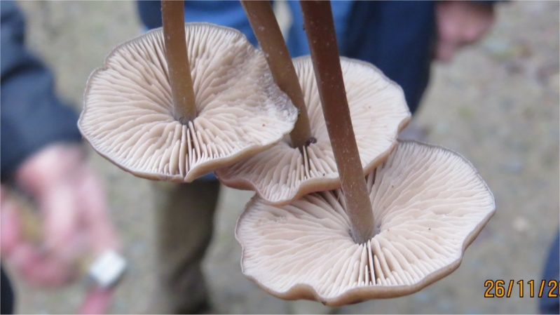 40 espèces de champignons observées au Bois-Boissel le 26 novembre  Antalo10