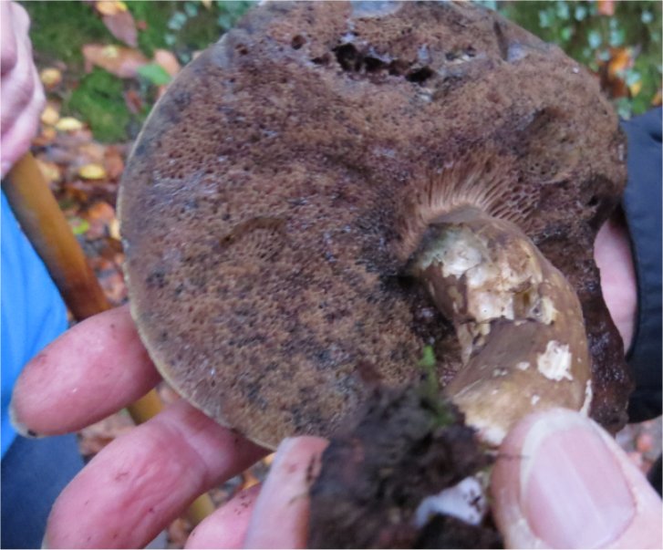40 espèces de champignons observées au Bois-Boissel le 26 novembre  Bolet_11
