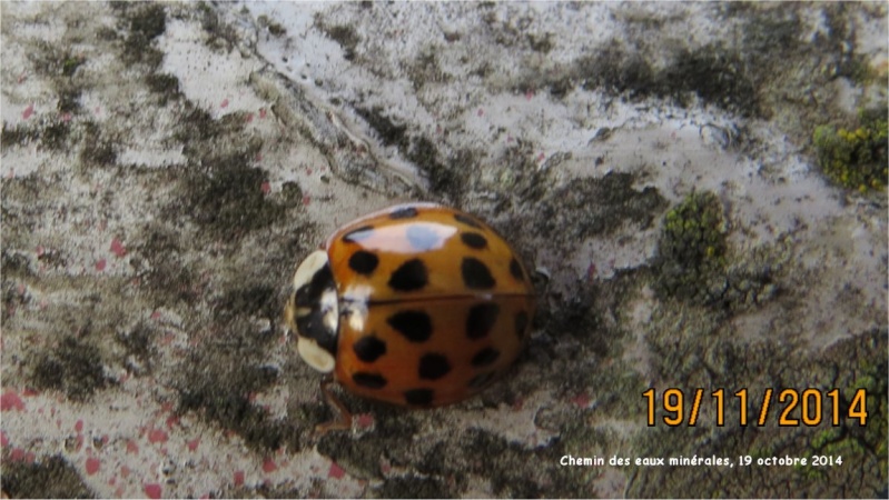 coccinelles asiatiques Chemin des eaux Minérales  Cococi17