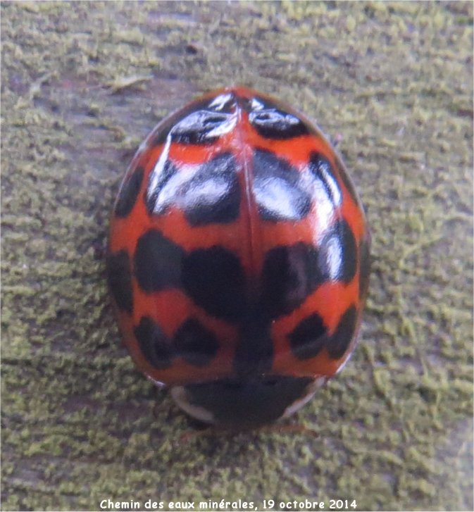 coccinelles asiatiques Chemin des eaux Minérales  Cococi21