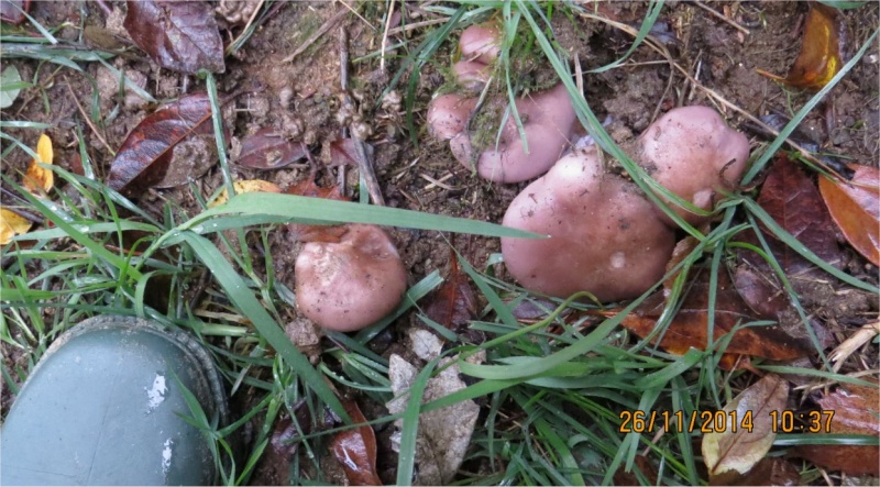 40 espèces de champignons observées au Bois-Boissel le 26 novembre  Cousin10