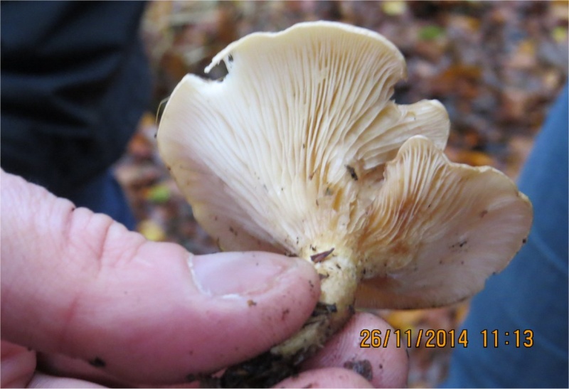 40 espèces de champignons observées au Bois-Boissel le 26 novembre  Lepist11