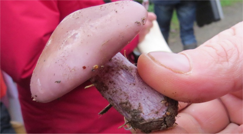 40 espèces de champignons observées au Bois-Boissel le 26 novembre  Pied_b10