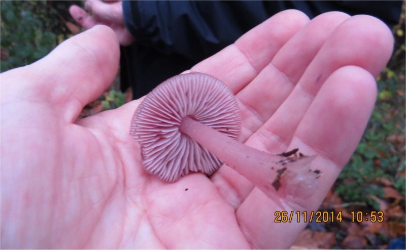 40 espèces de champignons observées au Bois-Boissel le 26 novembre  Rosea_11