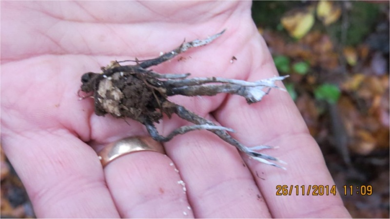 40 espèces de champignons observées au Bois-Boissel le 26 novembre  Xylari10