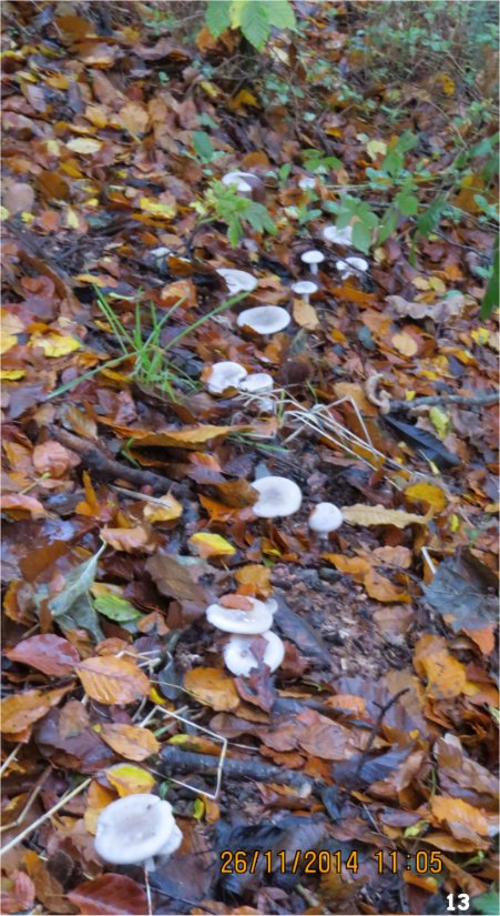 40 espèces de champignons observées au Bois-Boissel le 26 novembre  Yo_det18
