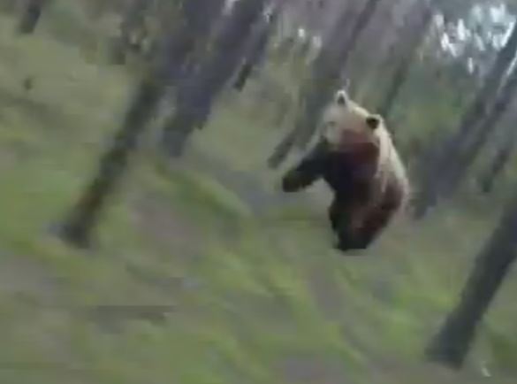 Video: Grizzly Bear Chases Man On Bicycle Through The Woods Fake10