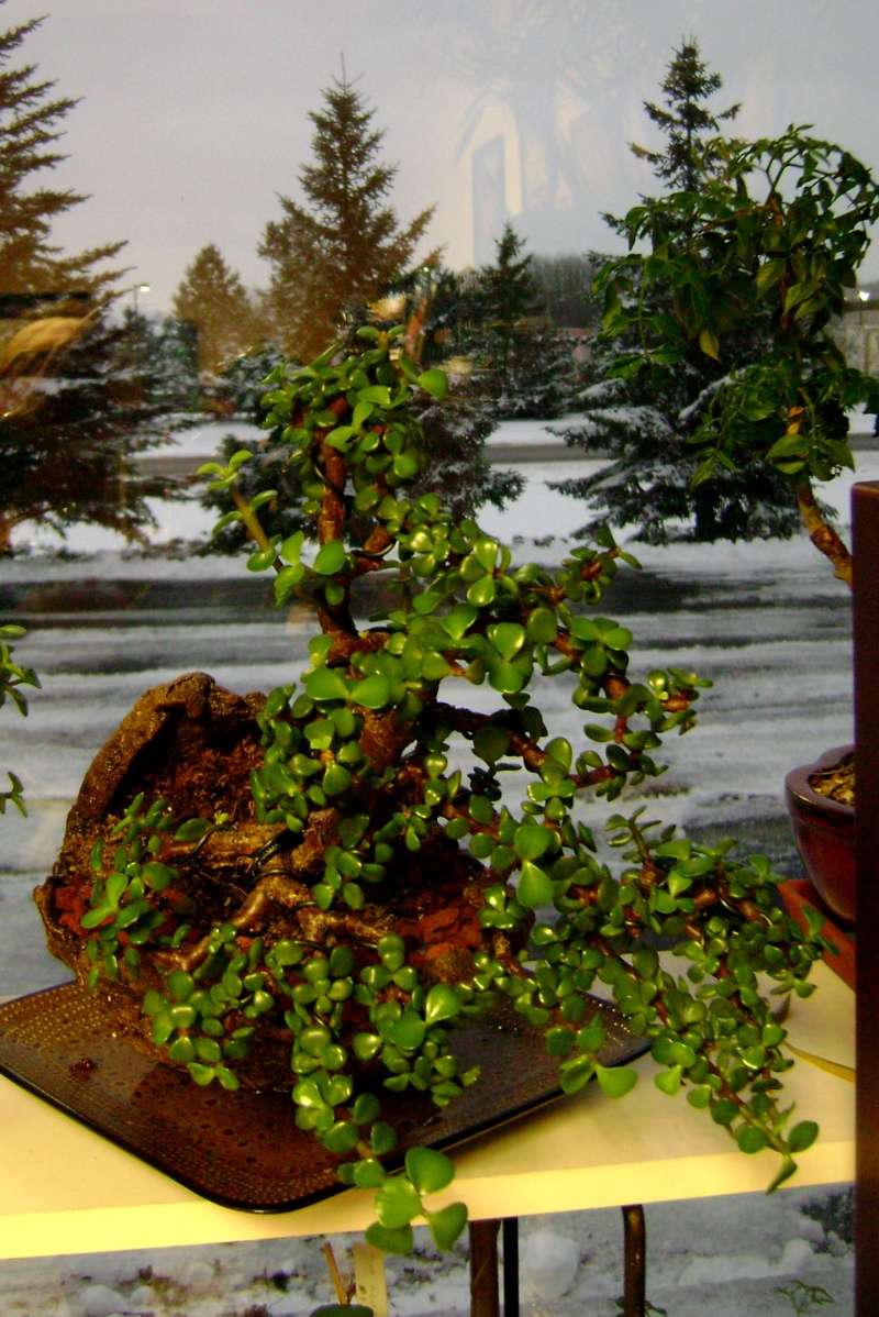 portulacaria afra - SPEKBOOM - 2 1/2 year progression  11-25-10